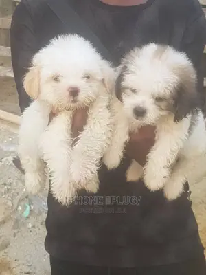 1-3 months Female Purebred Lhasa Apso