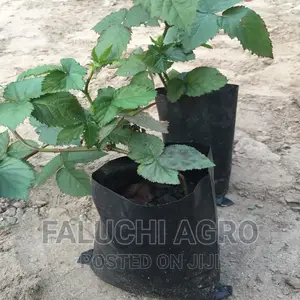 Grafted Black Berry Seedlings