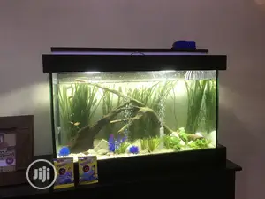 Loveable Aquarium