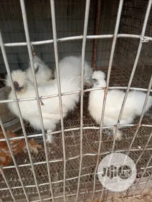 Silkies And Bahamas Chicken Is Available