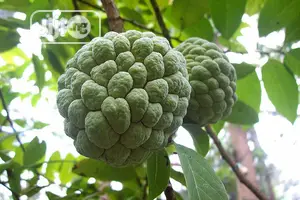Best Custard Apple / Sugar Apple / Sweetsop Seedling