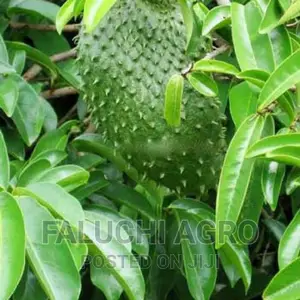 Fresh And Dried Soursop Leaves