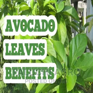 Fresh and Dried Avacado Leaves - 1kg
