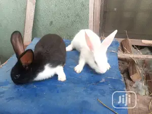 Rabbit for Sale