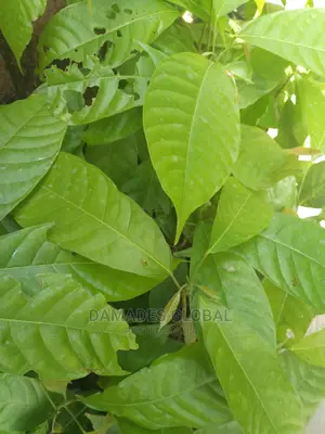 Cocoa Seedling