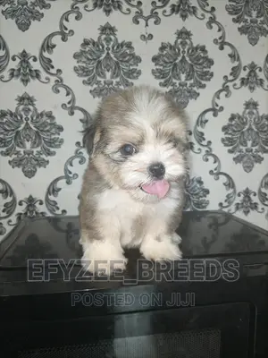 1-3 months Male Purebred Lhasa Apso