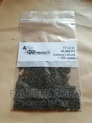 Lettuce Seeds (1,000 Seeds Iceberg) Open Field/Green House