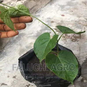 UTAZI Seedlings Arokeke (Gongronema Latifolium).