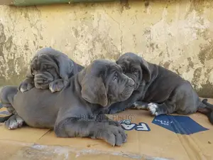 1-3 months Female Purebred Neapolitan Mastiff