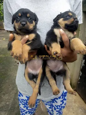 3-6 months Female Purebred Rottweiler