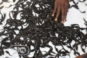 Fast Growing Catfish Jumbo Fingerlings Juveniles Hybrid