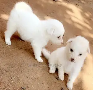 1-3 months Female Purebred American Eskimo