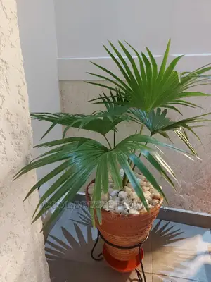 Beautiful Flower Pots For Indoors And Outdoor Plants