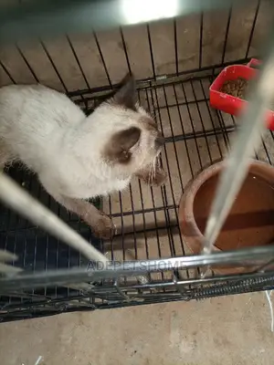 3-6 month Male Purebred Siamese