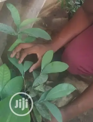 Best Ogbono (Irvingia Wombulu) Seedling