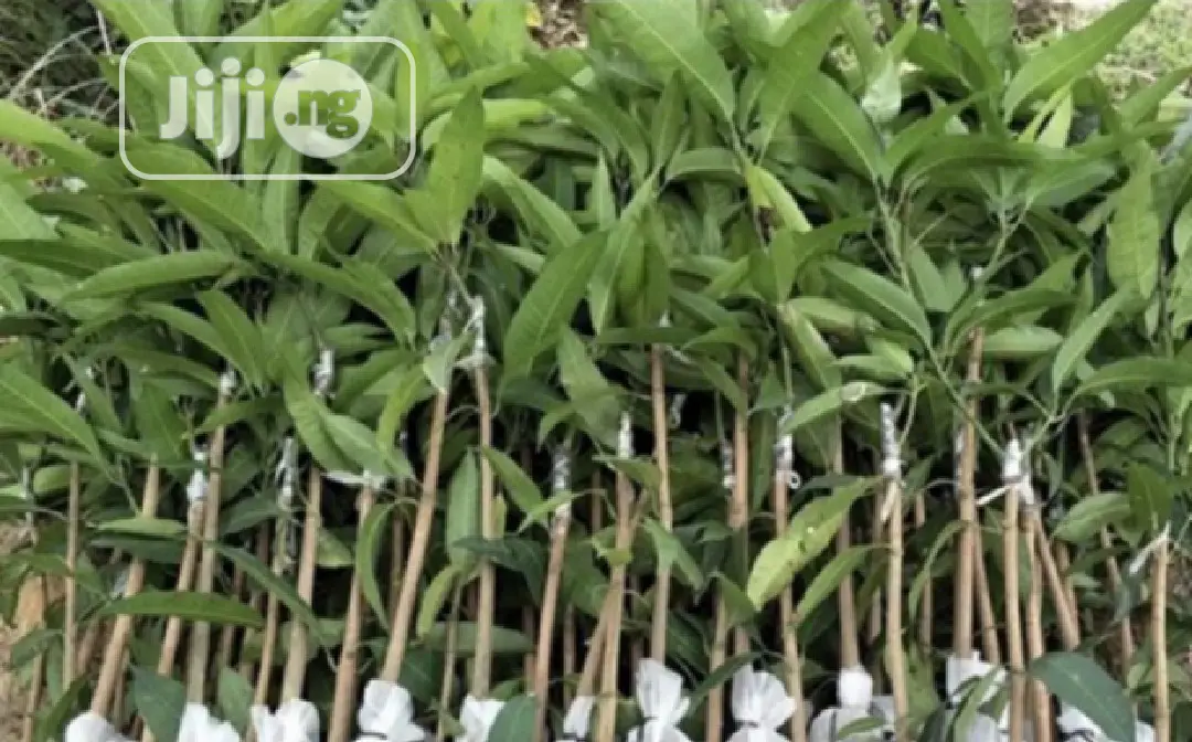 Best Grafted Dwarf Improved Mango Seedling Double Grafted