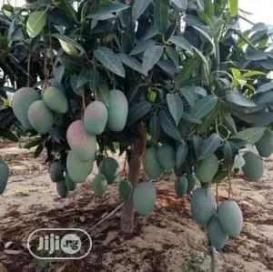 Best Grafted Dwarf Improved Mango Seedling Double Grafted
