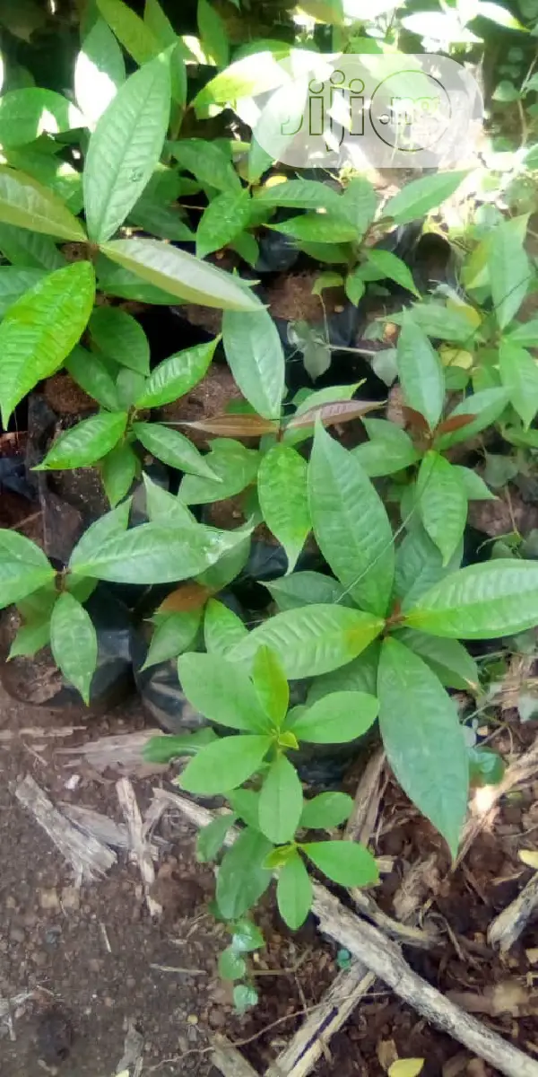 Best Improved Malay/ Bell/ Java/ Rose Nigeria Apple Seedling