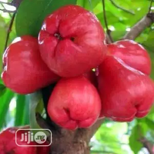 Best Improved Malay/ Bell/ Java/ Rose Nigeria Apple Seedling