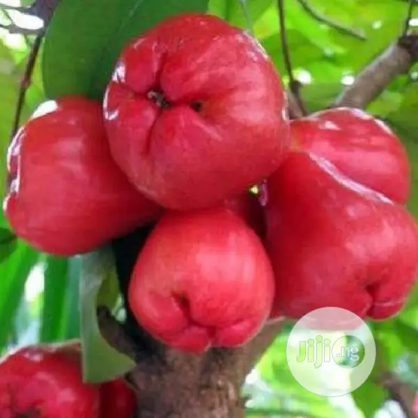 Best Improved Malay/ Bell/ Java/ Rose Nigeria Apple Seedling