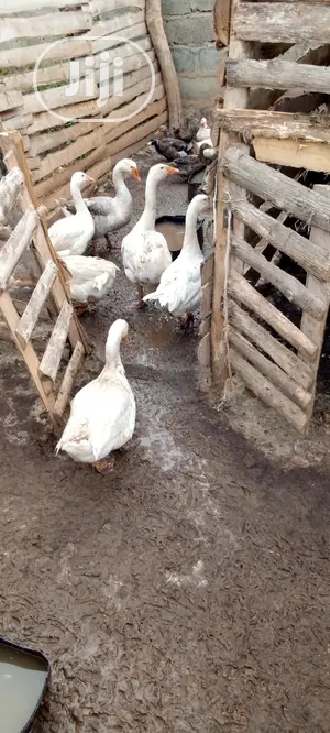 Live Geese