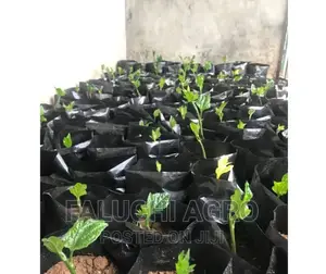 Ugu Seedlings