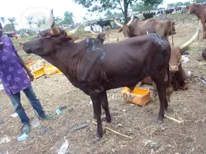 Big and Affordable Cows