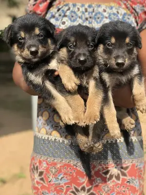1-3 months Male Purebred German Shepherd