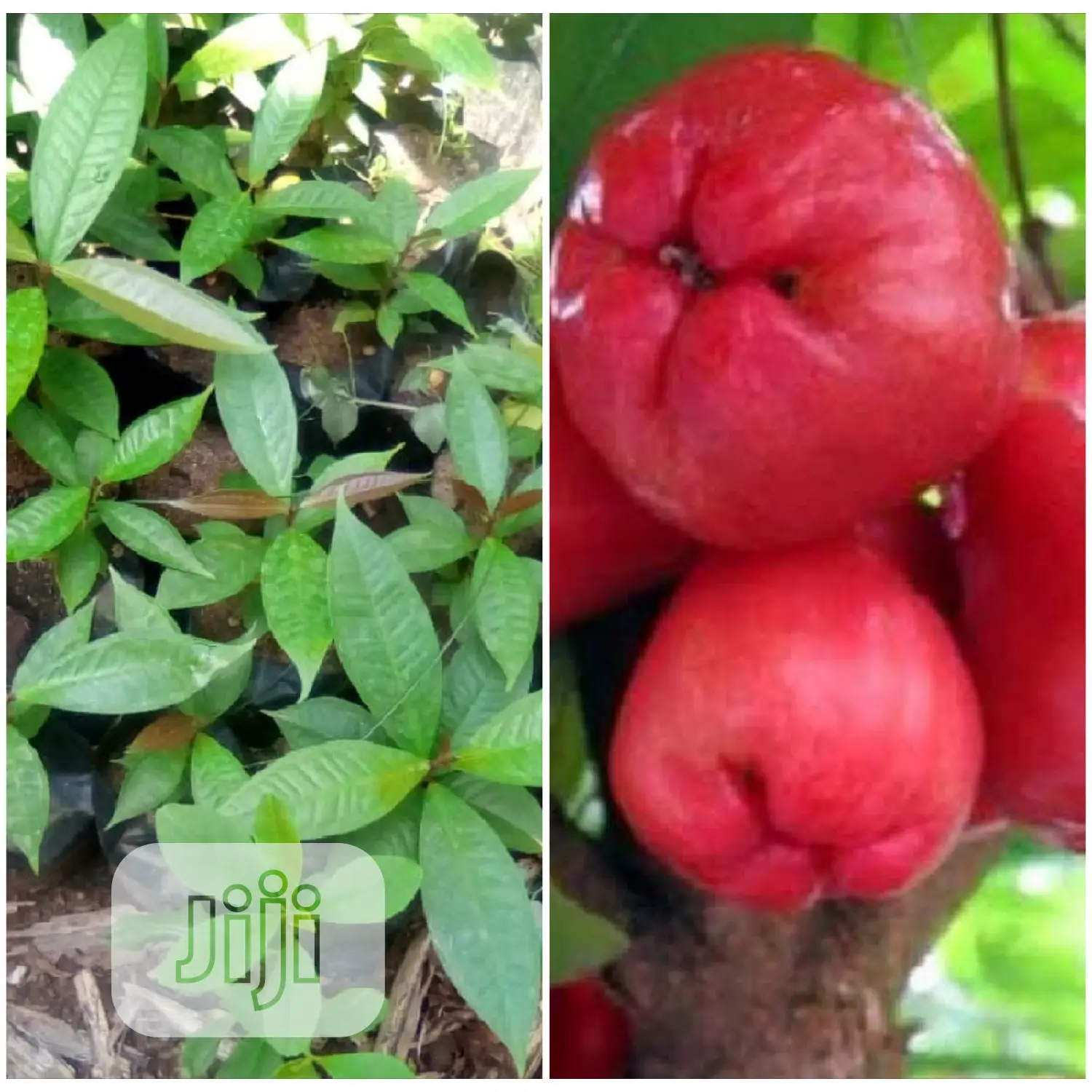 Best Improved Malay/ Bell/ Java/ Rose Nigeria Apple Seedling