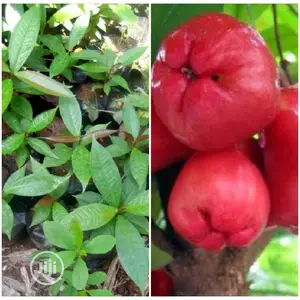 Best Improved Malay/ Bell/ Java/ Rose Nigeria Apple Seedling