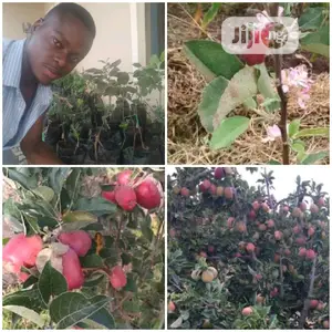 Best Grafted English Foreign Wambugu Apple Seedling