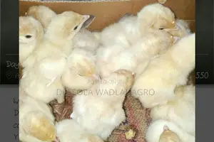 Day Old Foreign Turkey (Poult)