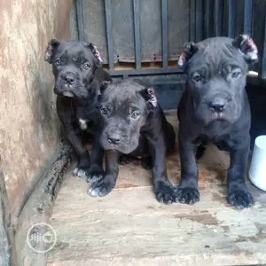1-3 months Female Purebred Cane Corso