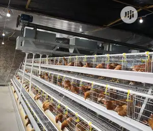 Automatic a Type Poultry Cage Battery Cages Chicken Cages