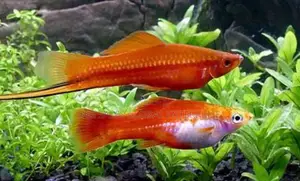 Pair of Male and Female Swordtail Aquarium Fish