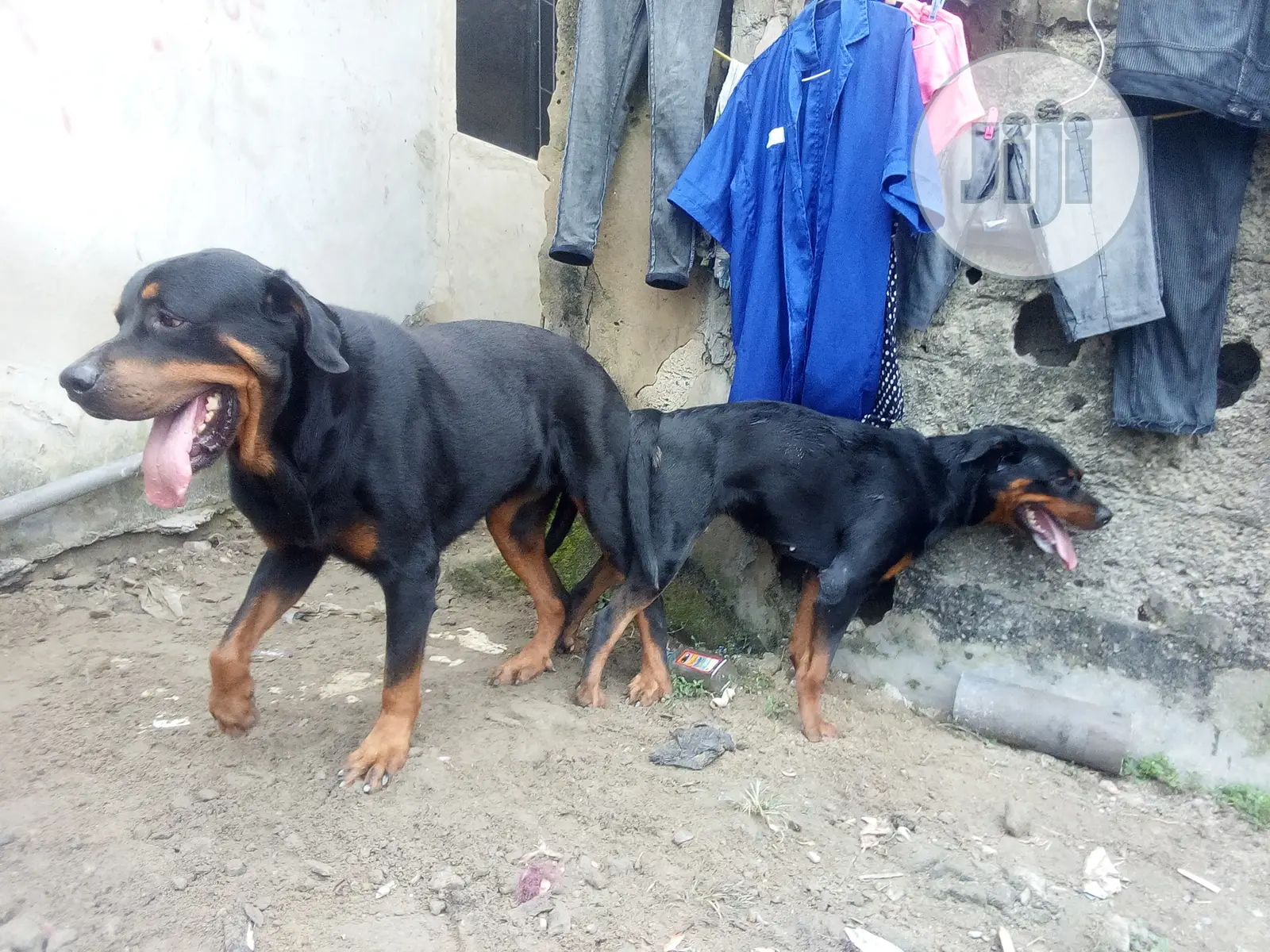 Stud Services(Mating)