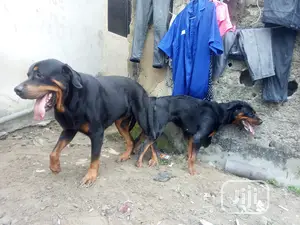 Stud Services(Mating)