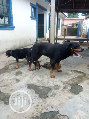 Stud Services(Mating)