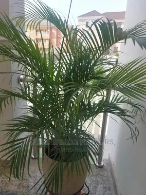 Air Purifying Plants Around U