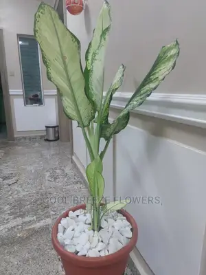 Air Purifying Plants Around U
