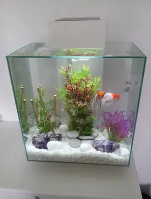 Complete Aquarium Plus Fishes - Instant Delivery