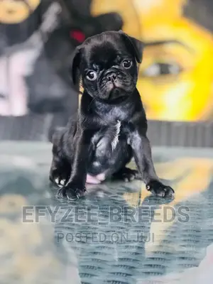 1-3 Month Female Purebred Pug