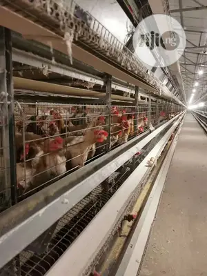 Poultry Cage / Automatic Poultry Cages