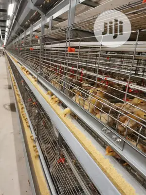China Factory Poultry Cage Best Quality Poultry Cage