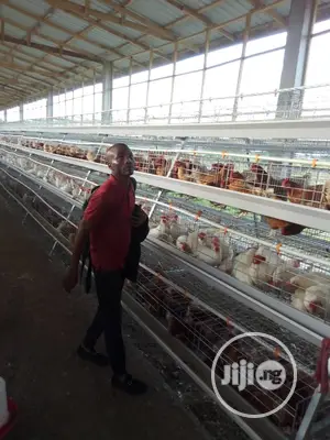 China Factory Poultry Cage / Automatic Poultry Cages