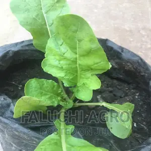 Arugula/Rocket Seedlings And Fresh Leaves