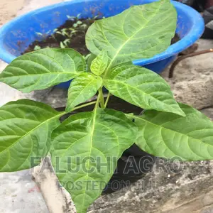 Hot Yellow Pepper Seedlings