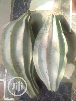 Ugu Ugwu Pumpkin Seedlings Seed