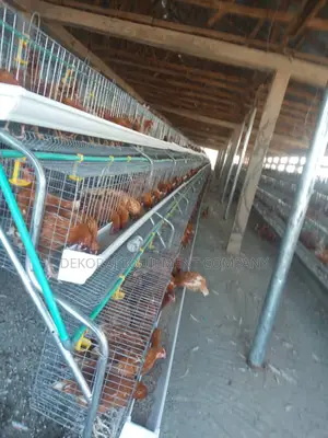 Promo Fabricated Battery Cage With Imported Feeders