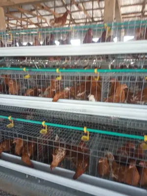 Durable 96 Birds Layers Cage For Real Farmers